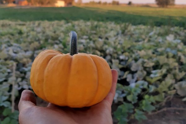 IMG_20210909_185620378_HDR