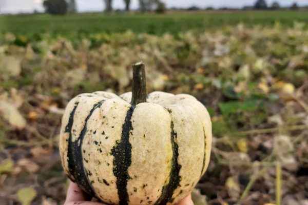 IMG_20210917_173337272_HDR