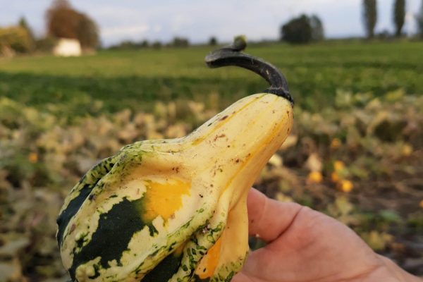 IMG_20210917_173941060