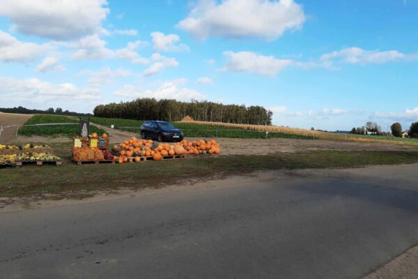 2023.10.15 Dyniowy ogród (4)